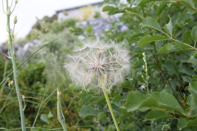 uec_gr_athos_dandelion