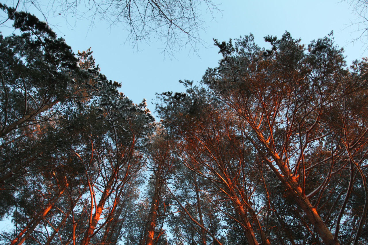 heavenward at sunset in Baranovo